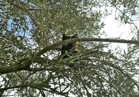 Cat on a Tree Stock Photos