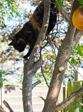 A cat in a tree Stock Photos