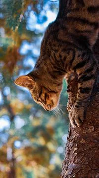 Cat in the tree Stock Photos