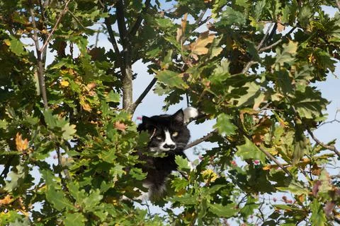 Cat in a tree Stock-Fotos