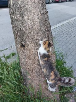 Cat on a tree Stock Photos