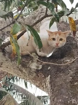 Cat is on the tree. Foto stock