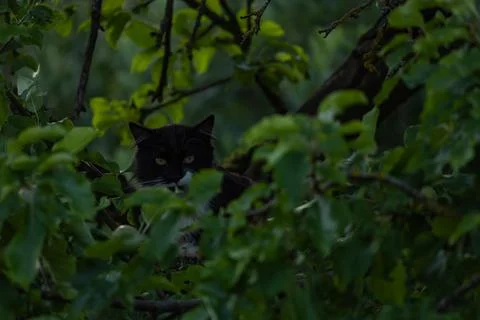 A cat in the tree Stock Photos