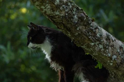 A cat in the tree Stock Photos