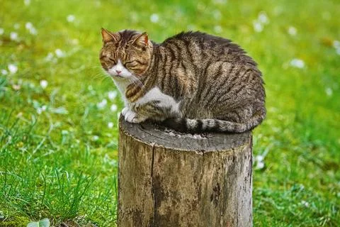 Cat on a Tree Stump Stock Photos