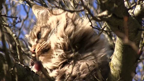 Cat on a tree on a sunny day Stock Footage 91375931