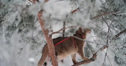 A cat on a tree in winter Stock Footage 267832881