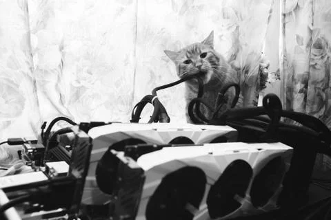 Cat tries to Bite the Wires on Mining Computer Open Stand Fotos de archivo