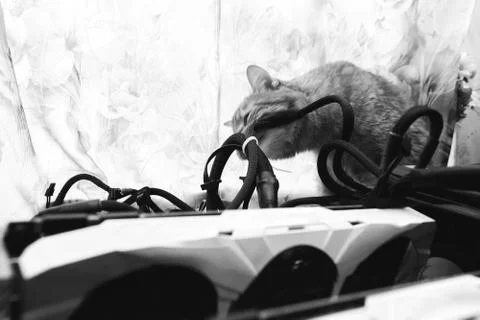 Cat tries to Bite the Wires on Mining Computer Open Stand Stock Photos