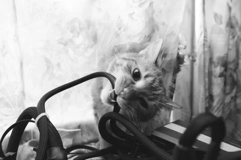 Cat tries to Bite the Wires on Mining Computer Open Stand Stock Photos
