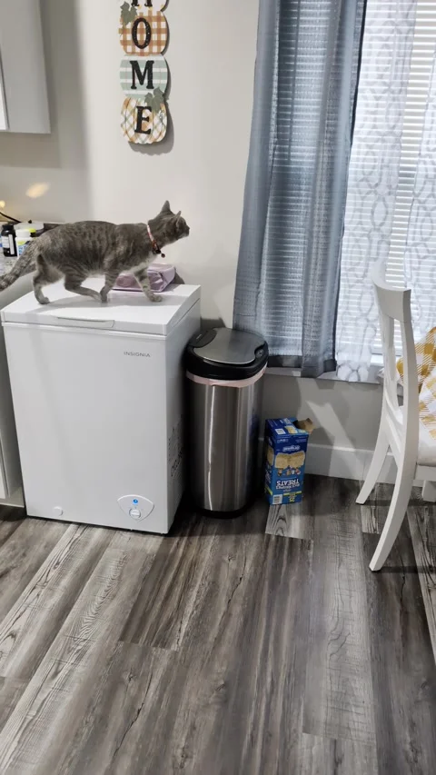 Cat Tries to Jump Through the Window to Bird Feeder, Spartanburg, South Carolina Vídeo Stock 318107014