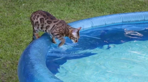Cat tries the pool water Stock Footage 55196785