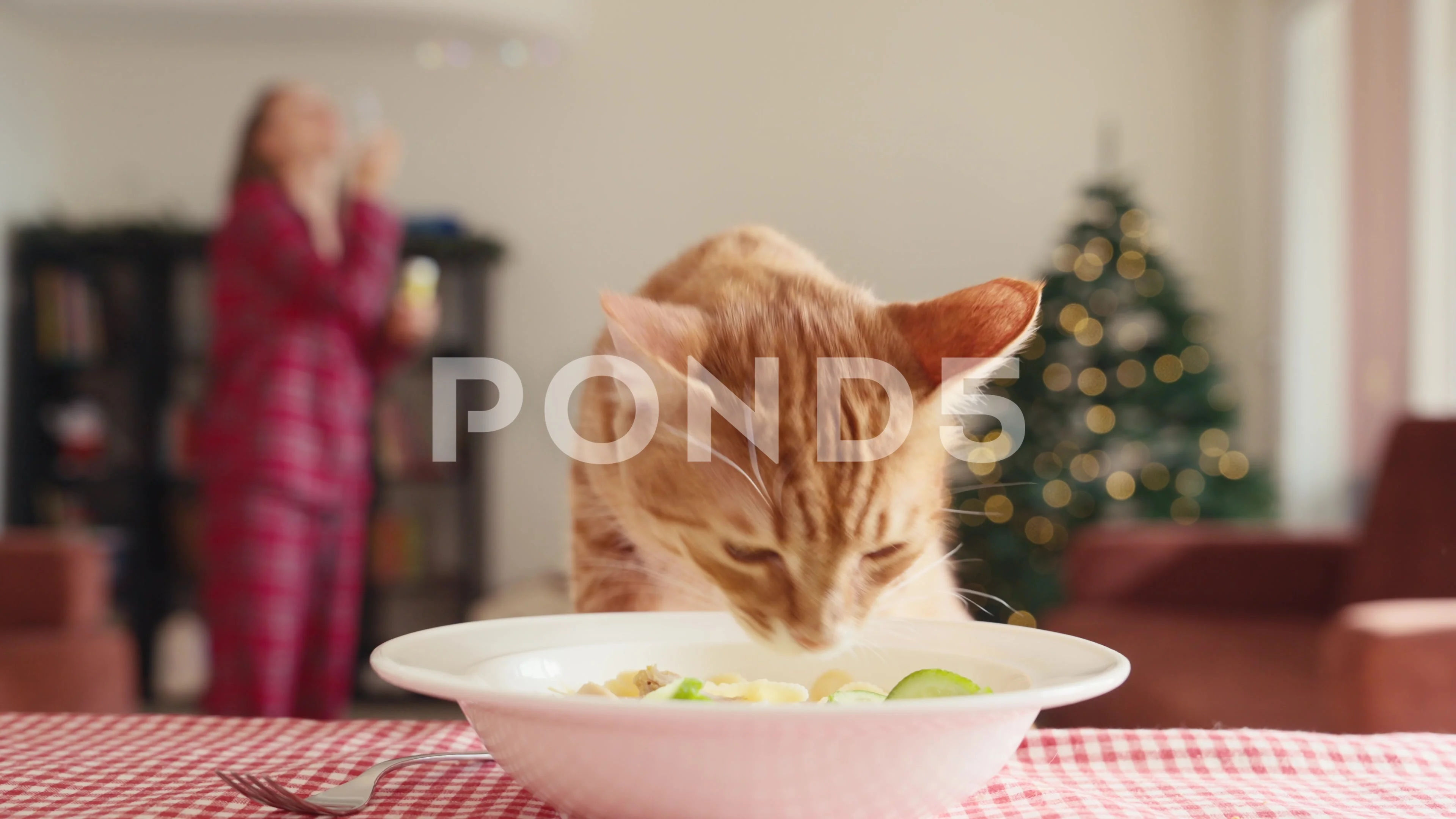 Cat eating at outlet table