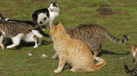 Cat troop Stock Footage 22479124