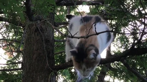 Cat in trouble 動画素材 82688701