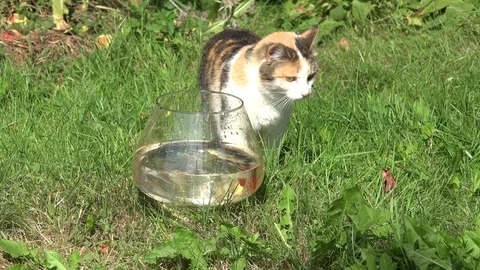 Cat try catch fish from glass aquarium green grass in garden. 4K Stock Footage 99698478