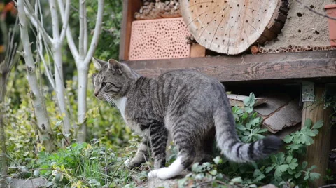 Cat trying to catch wild bees on insect shelter 스톡 동영상 68946256