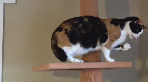Cat trying to clean runaway paw Stock Footage