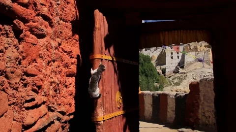 Cat trying to climb the door of a monastery, Mustang, Nepal Stock Footage 62924061