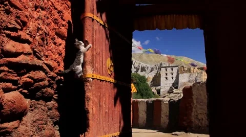 Cat trying to climbing down the door of a monastery, Mustang, Nepal Stock Footage 62924067