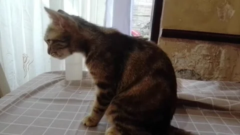 The Cat is Trying to get Attention Stock Footage 218345123