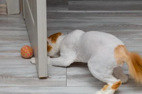 The cat is trying to get the ball with its paw. cat plays with a ball Stock Photos