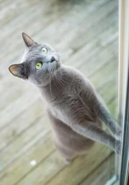 Cat trying to get inside Stock Photos