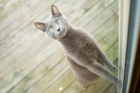 Cat trying to get inside Stock Photos