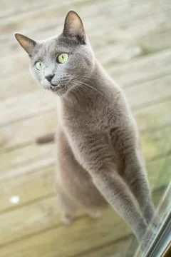 Cat trying to get inside Stock Photos