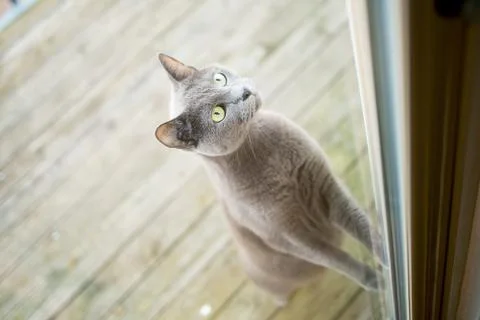 Cat trying to get inside Stock Photos