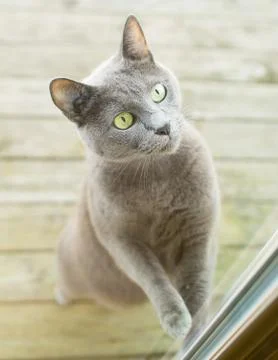 Cat trying to get inside Stock Photos