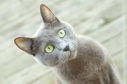 Cat trying to get inside Stock Photos