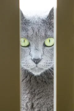 Cat trying to get inside Stock Photos