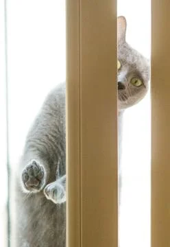 Cat trying to get inside Stock Photos