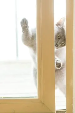 Cat trying to get inside Stock Photos