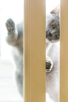 Cat trying to get inside Stock Photos