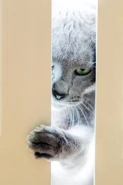 Cat trying to get inside Stock Photos