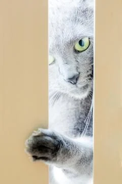 Cat trying to get inside Stock Photos