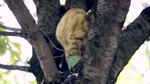 A cat trying to get out of a tree Stock Footage 241825947