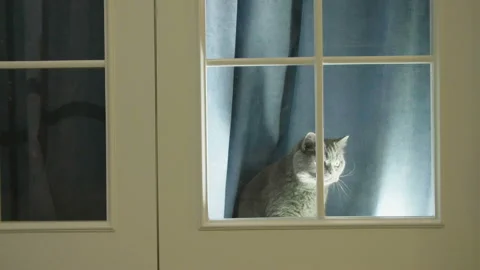 Cat trying to go out and scratches in the closed window. Cat asks to go out. 库存影片 117718955