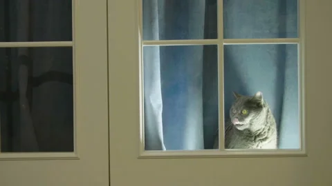 Cat trying to go out and scratches in the closed window. Cat asks to go out. 库存影片 117719595