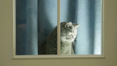 Cat trying to go out and scratches in the closed window. Cat asks to go out. 库存影片 117720645