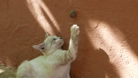 Cat trying to grab a snail on a wall Video stock 142537859
