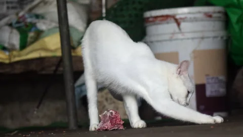 Cat trying to hide food by scratching floor Vídeos de archivo 279580683
