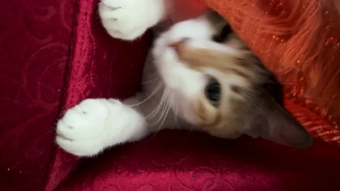 Cat trying to hide under blanket - vertical video Vidéo 233794782