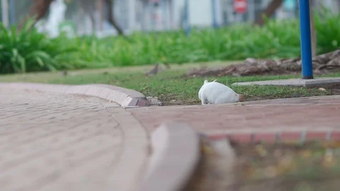 CAT TRYING TO HUNT BIRD Video stock 122666535