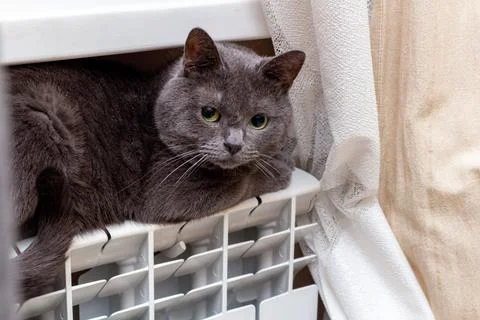 The cat is trying to keep warm on the heating battery. Cooling, Winter, weath Foto stock