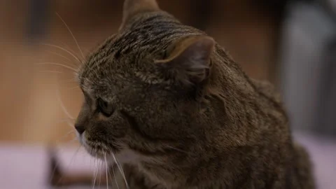 Cat is trying not to look to the camera Stock Footage 268729048