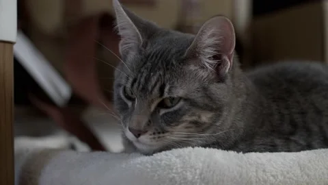 Cat Trying to Sleep Video stock 147061194