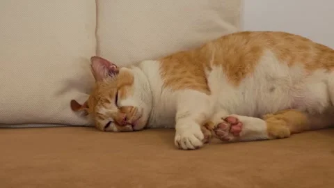 Cat trying to sleep on sofa. Stock Footage 304437237
